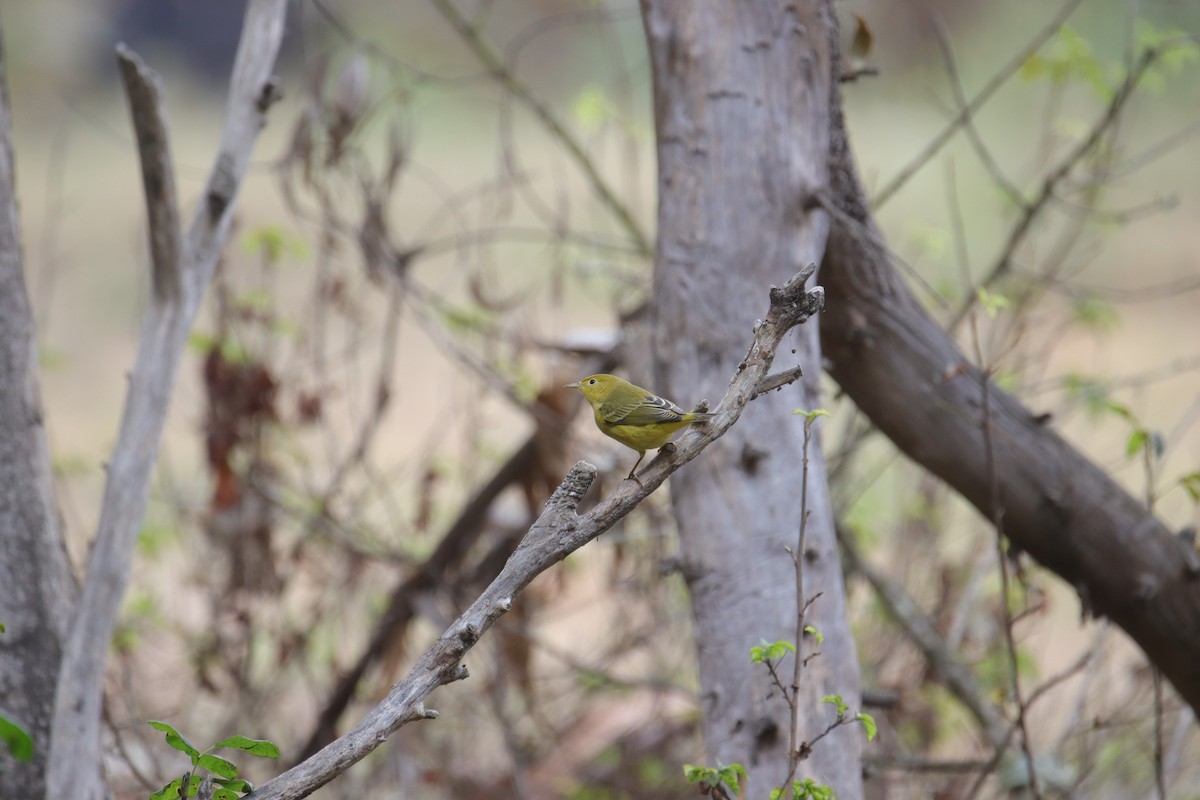 Yellow Warbler - Toby Fowler