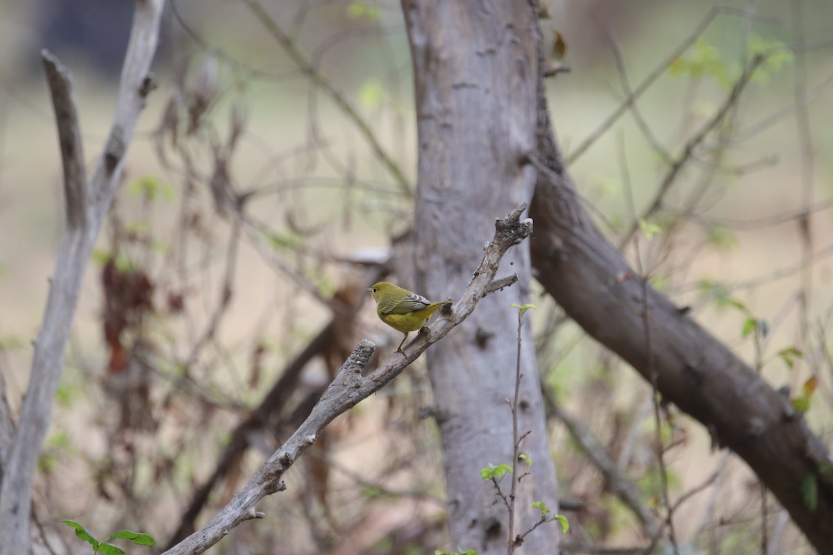 Yellow Warbler - ML623974429