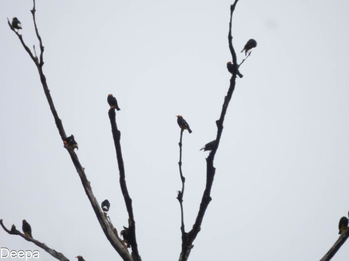 Yellow-faced Myna - ML623974433