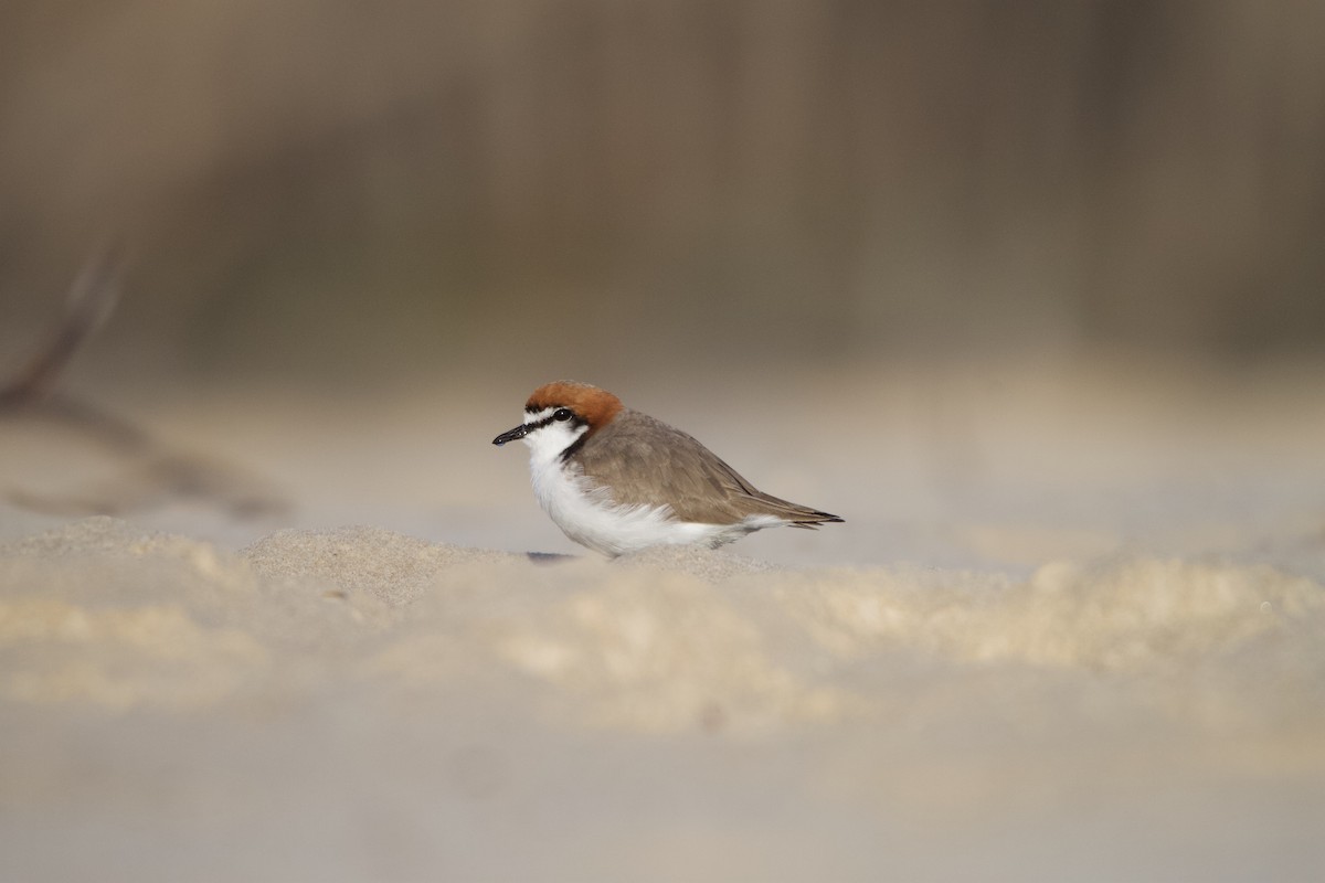 Red-capped Plover - ML623974434