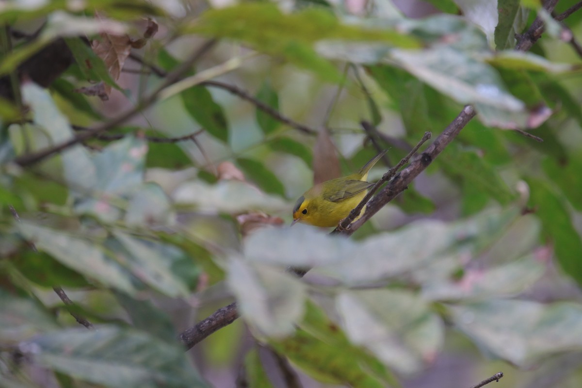 Wilson's Warbler - ML623974437