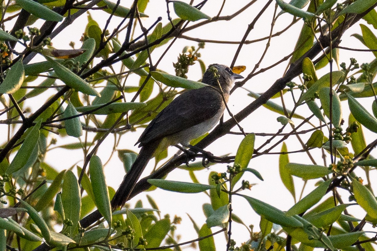 Yellow-vented Bulbul - ML623974443