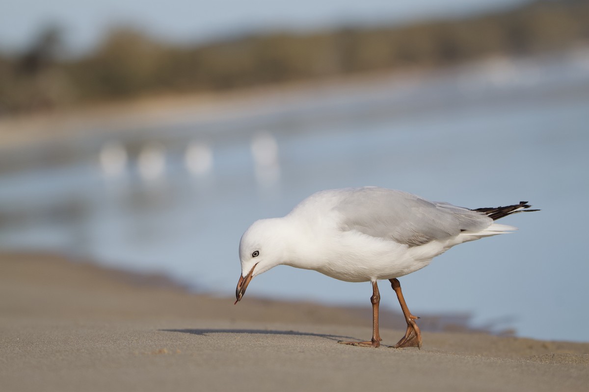 Silver Gull - ML623974453