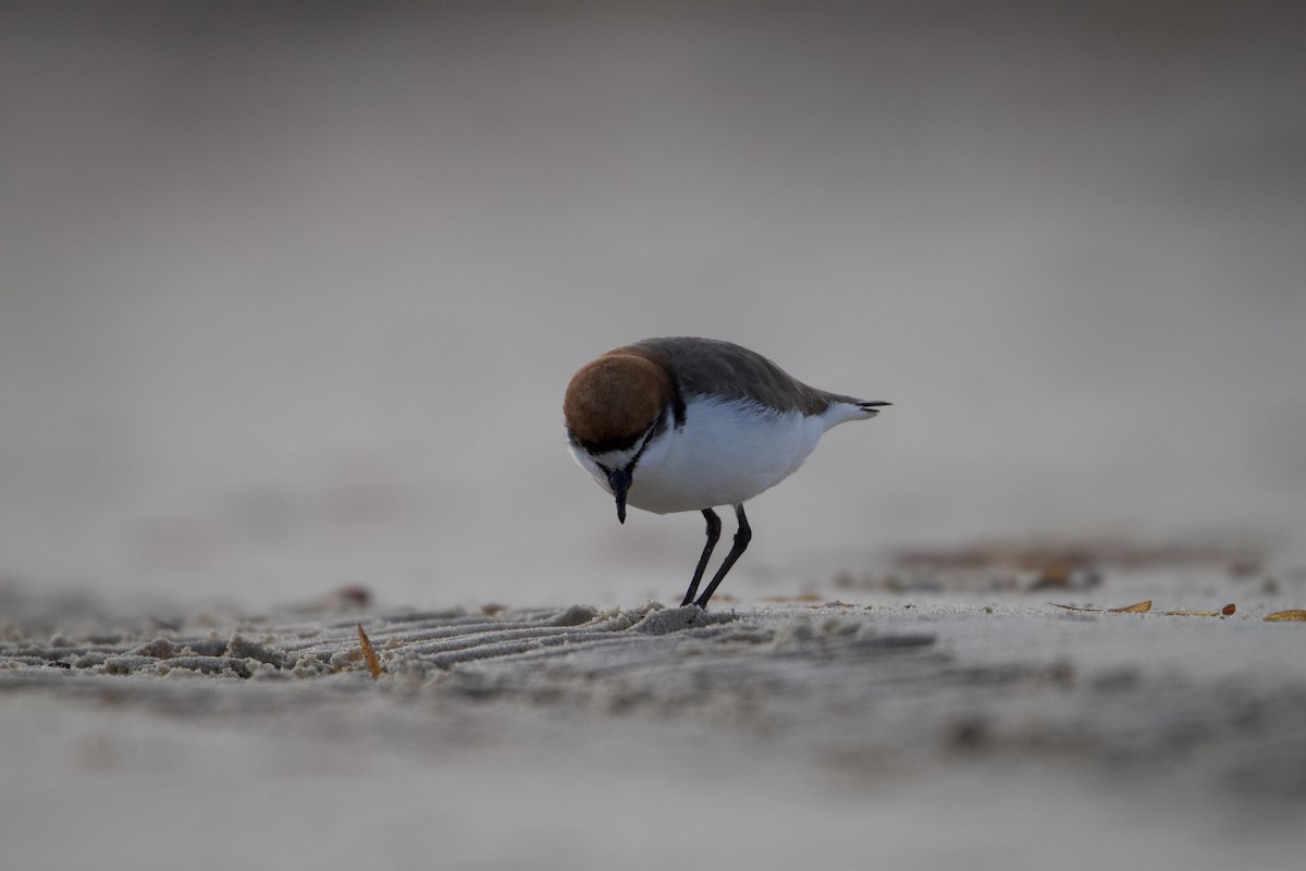 Red-capped Plover - ML623974464