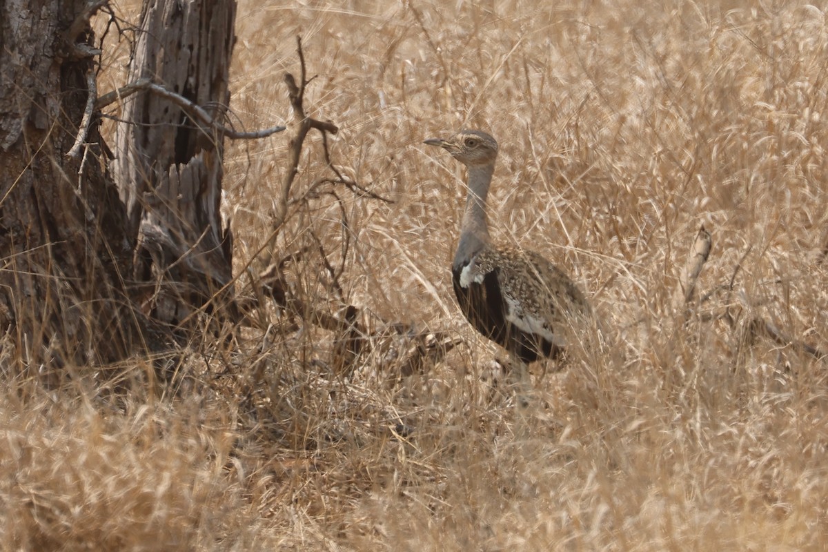 Red-crested Bustard - ML623974491