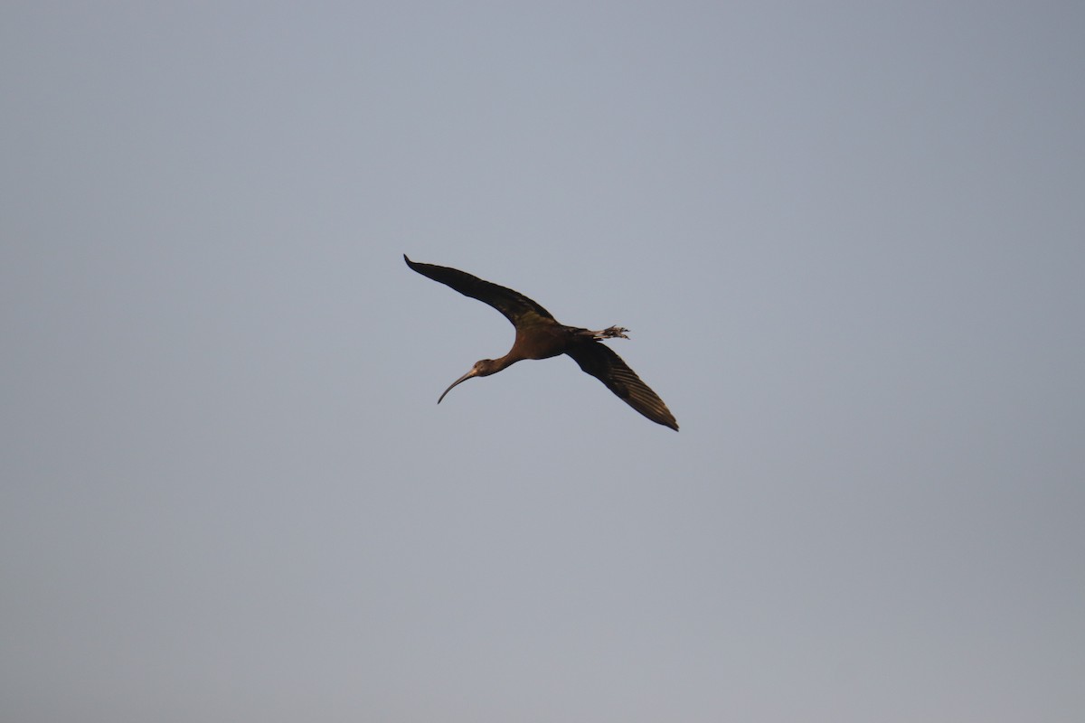 Ibis à face blanche - ML623974502