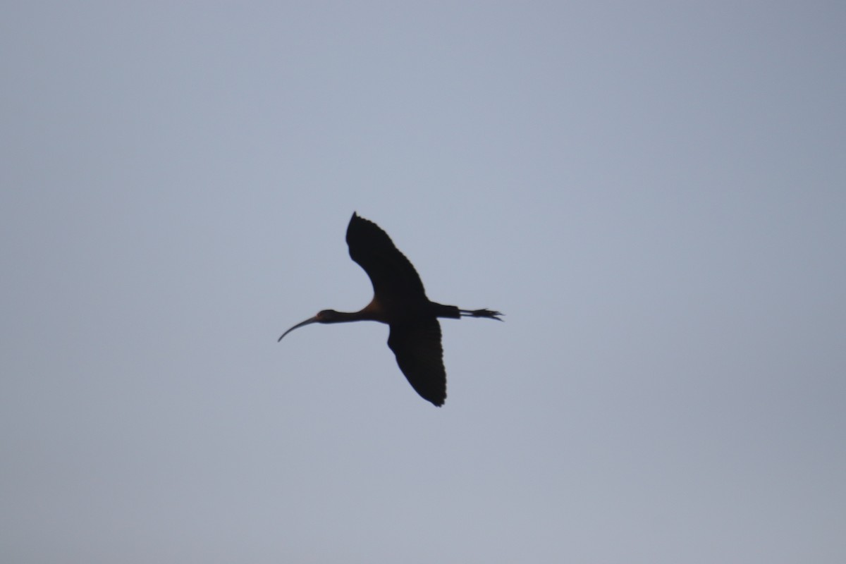 Ibis à face blanche - ML623974503