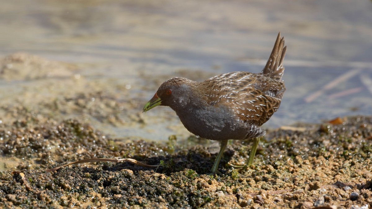 Australian Crake - ML623974506