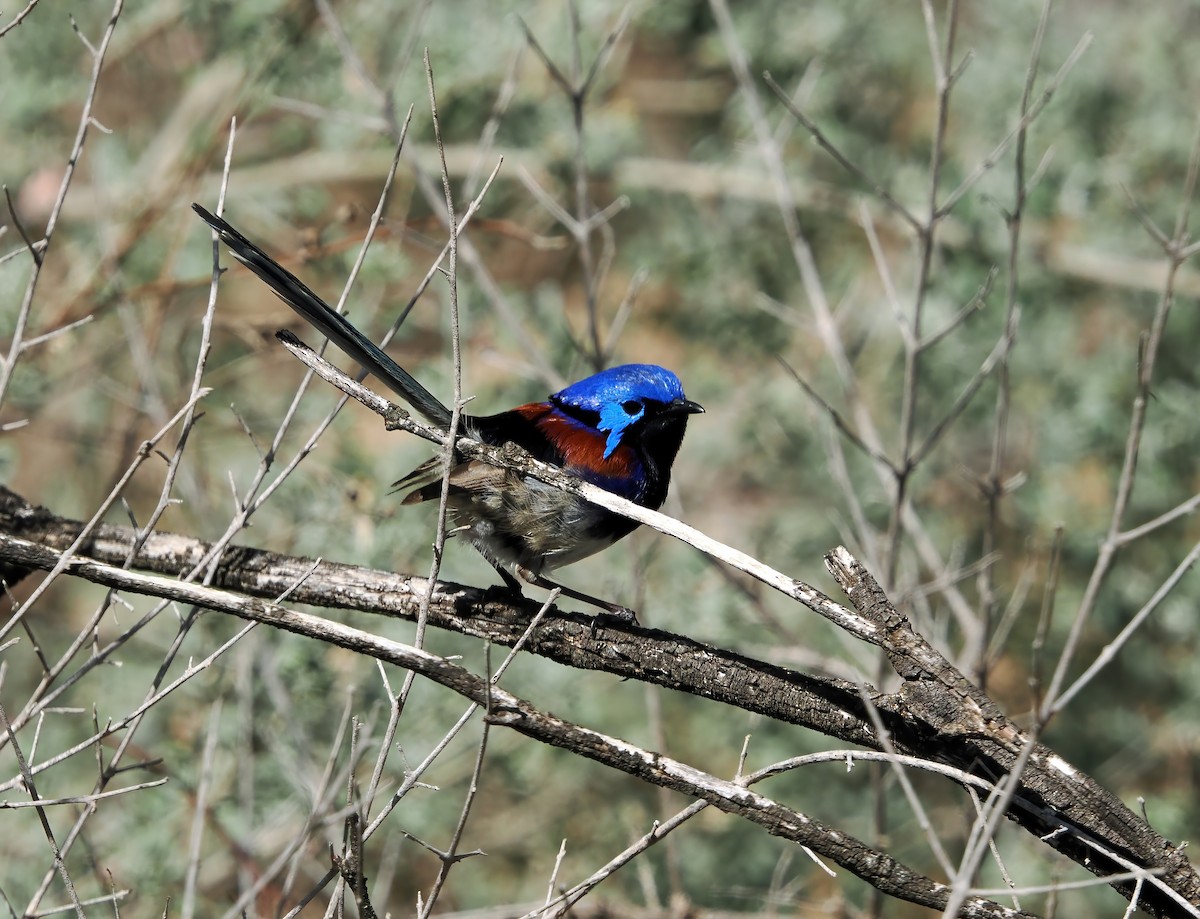 Purple-backed Fairywren - ML623974510