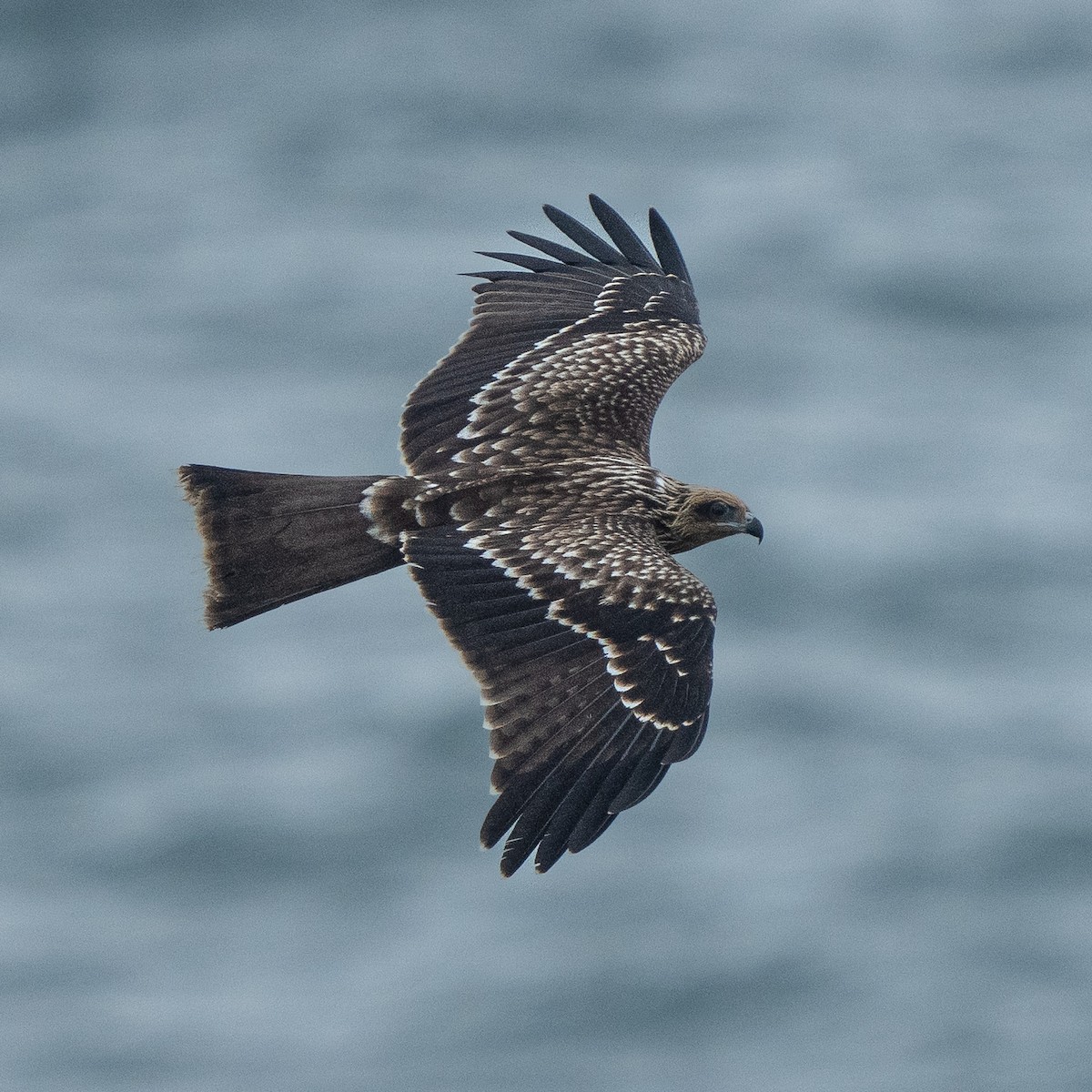 黑鳶 - ML623974512