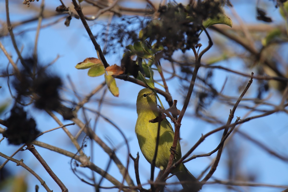 Orange-crowned Warbler - ML623974513