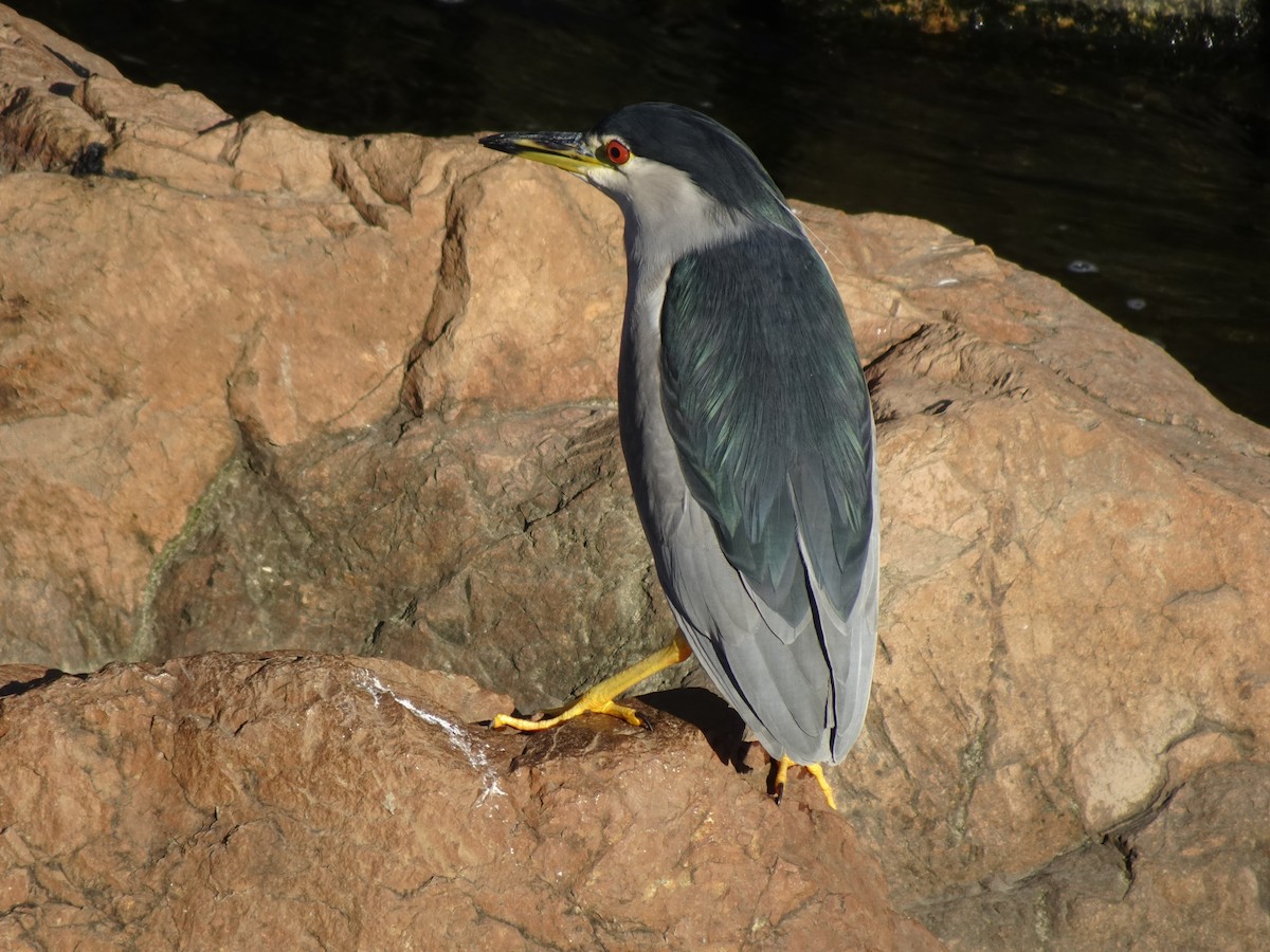 Black-crowned Night Heron - ML623974519