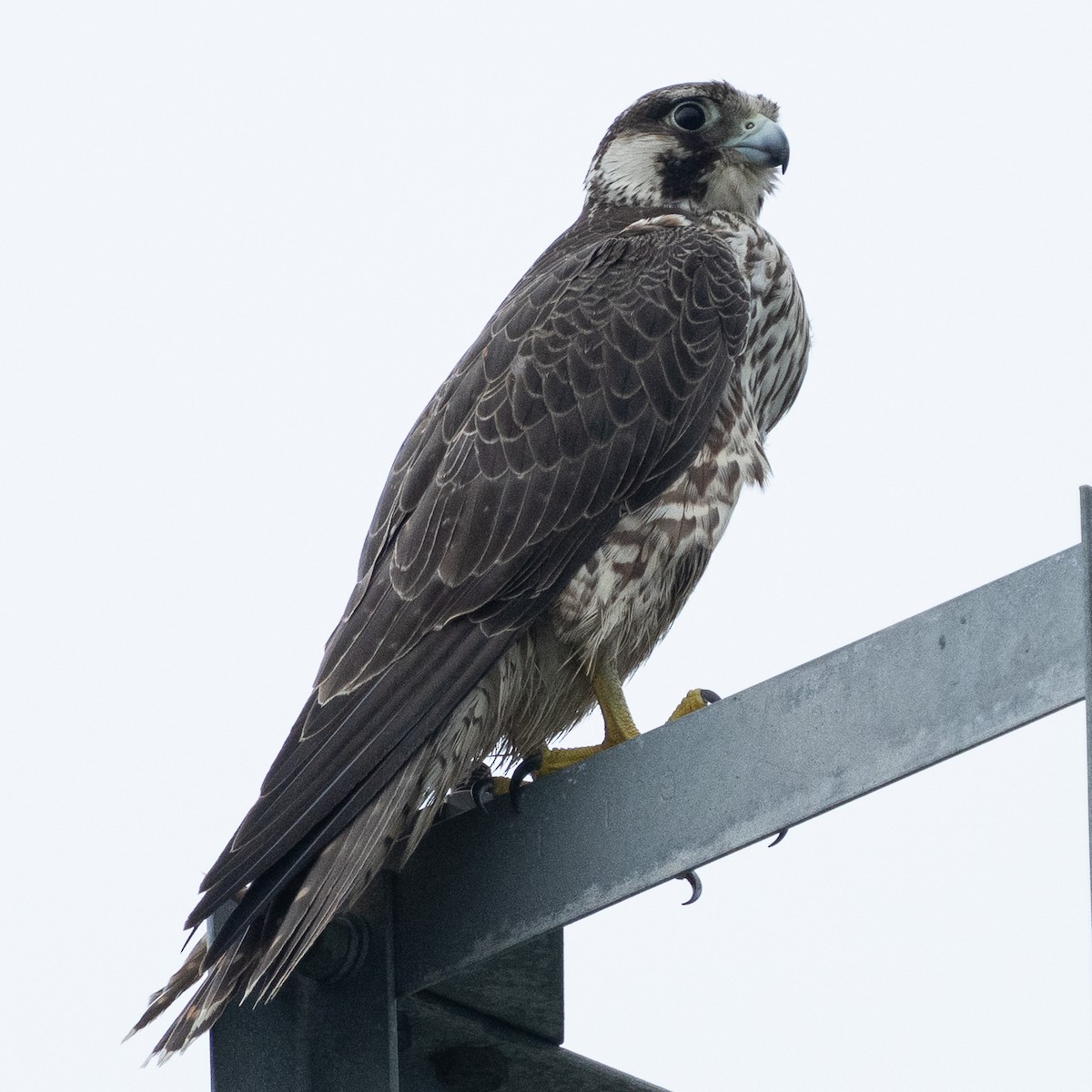 Peregrine Falcon - ML623974521