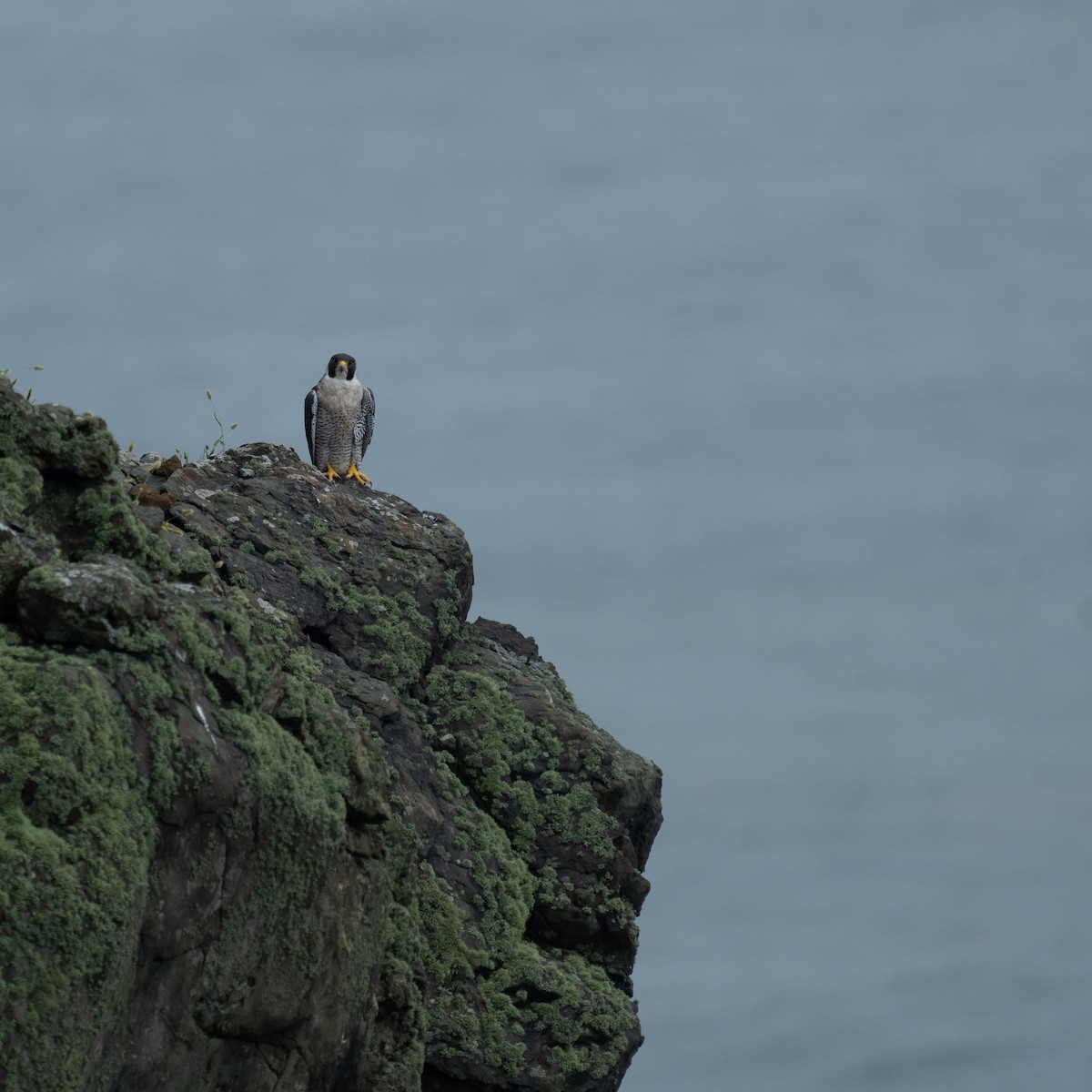 Peregrine Falcon - ML623974522