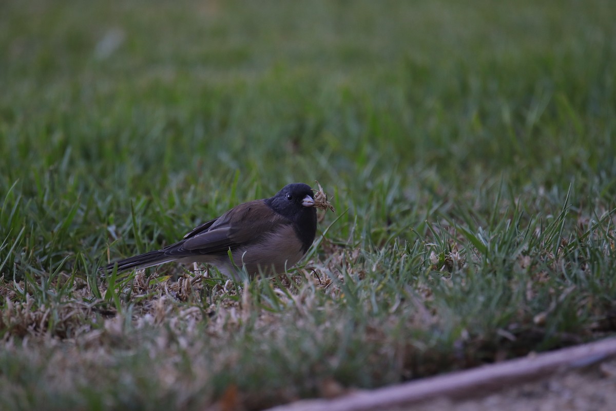 Junco Ojioscuro (grupo oreganus) - ML623974525