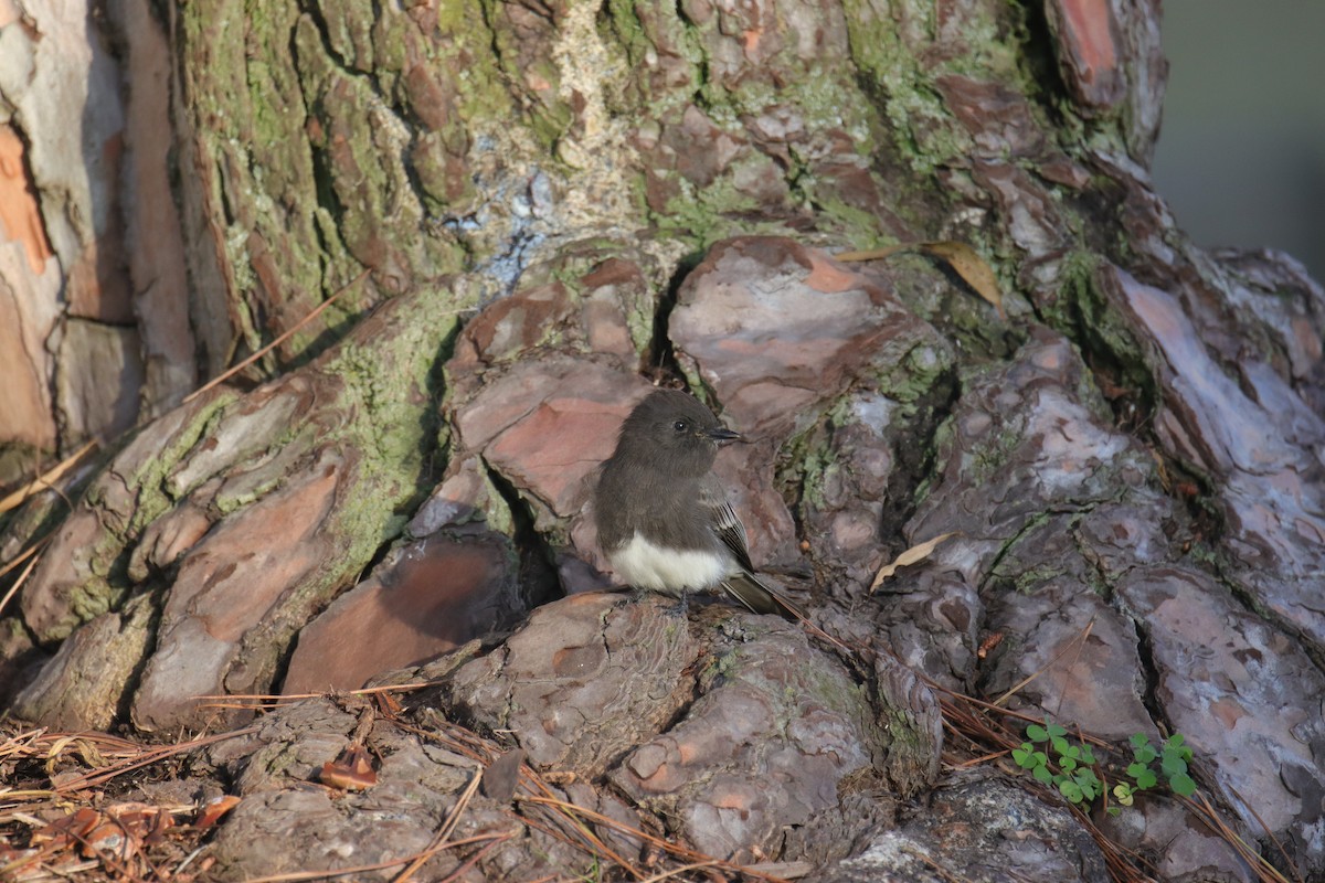 Black Phoebe - Toby Fowler