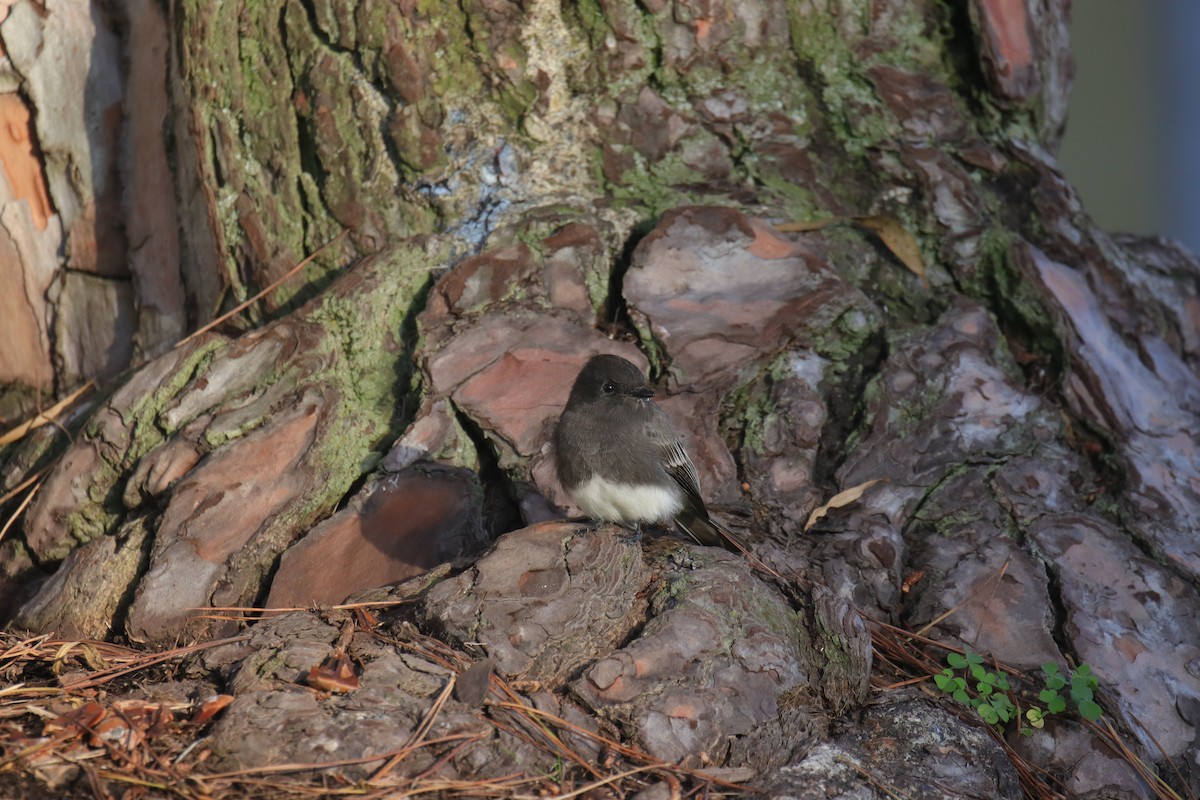 Black Phoebe - Toby Fowler