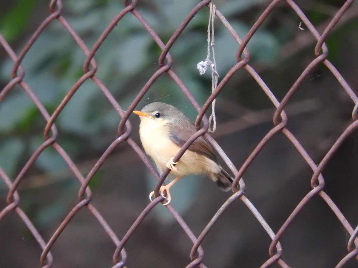 Blyth's Reed Warbler - ML623974558