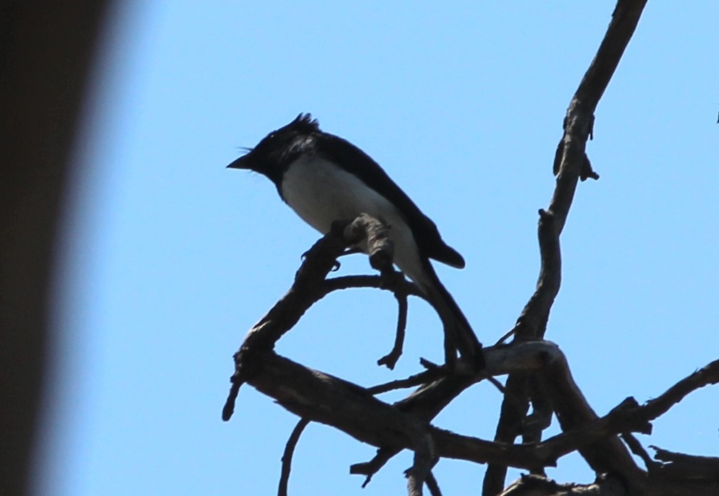 Satin Flycatcher - ML623974561