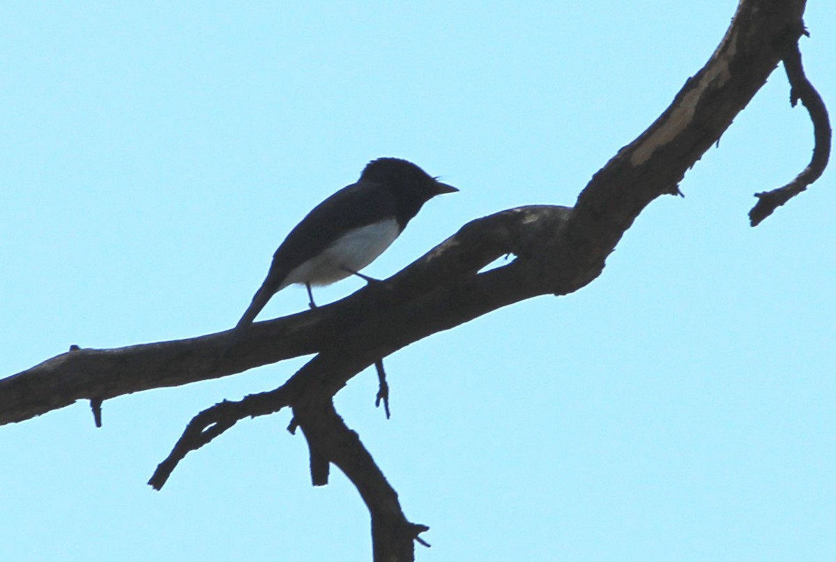 Satin Flycatcher - Janine Duffy