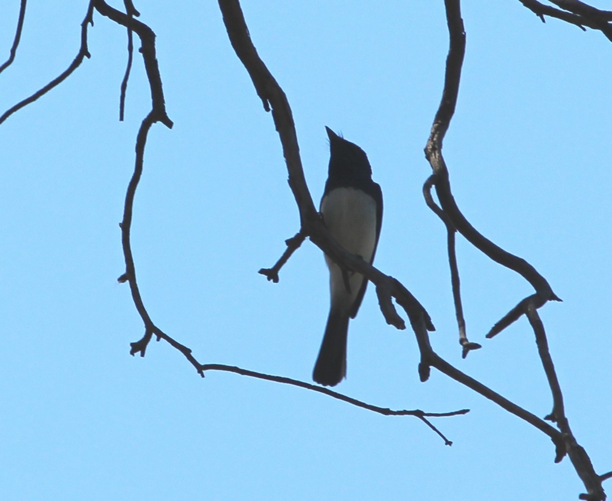 Satin Flycatcher - ML623974564