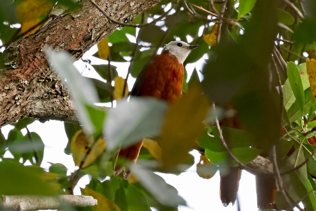 White-headed Robin-Chat - ML623974593