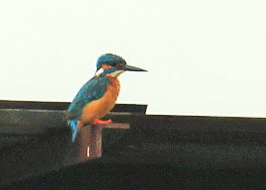 Common Kingfisher - ML623974595