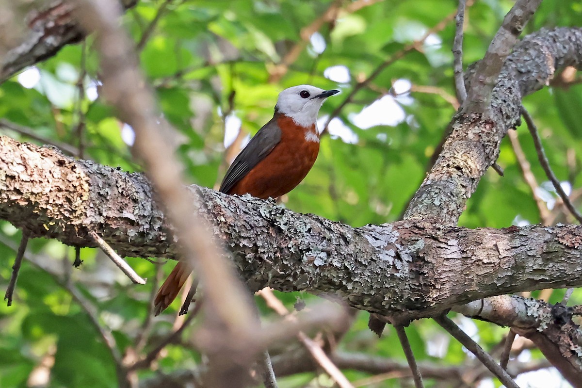 White-headed Robin-Chat - ML623974596