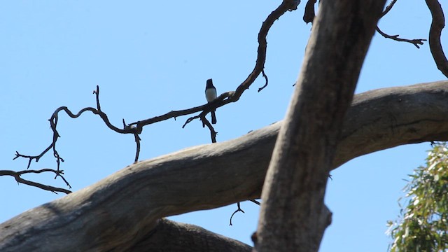 Satin Flycatcher - ML623974597