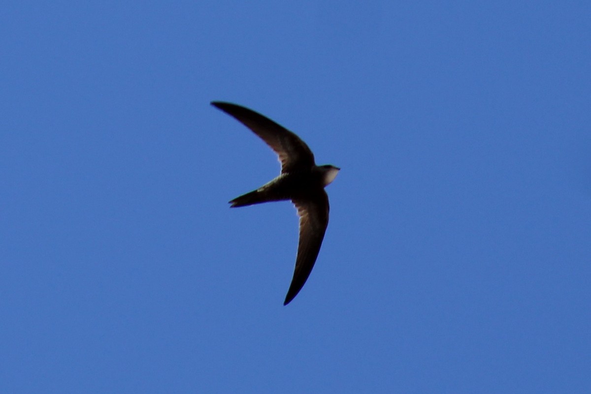 Pallid Swift - ML623974598