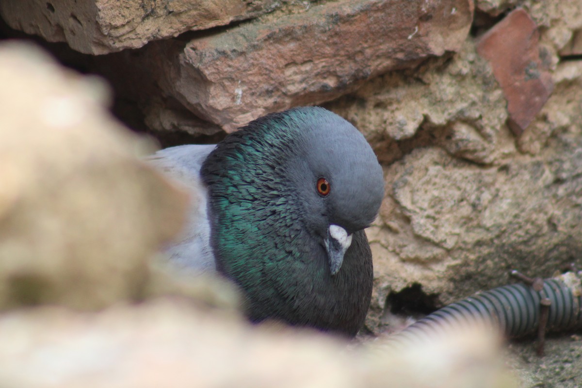 Rock Pigeon (Feral Pigeon) - ML623974599