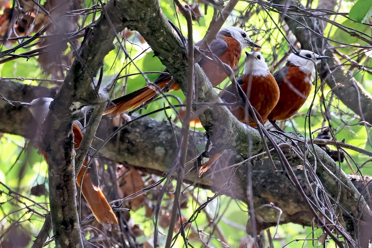 White-headed Robin-Chat - ML623974600