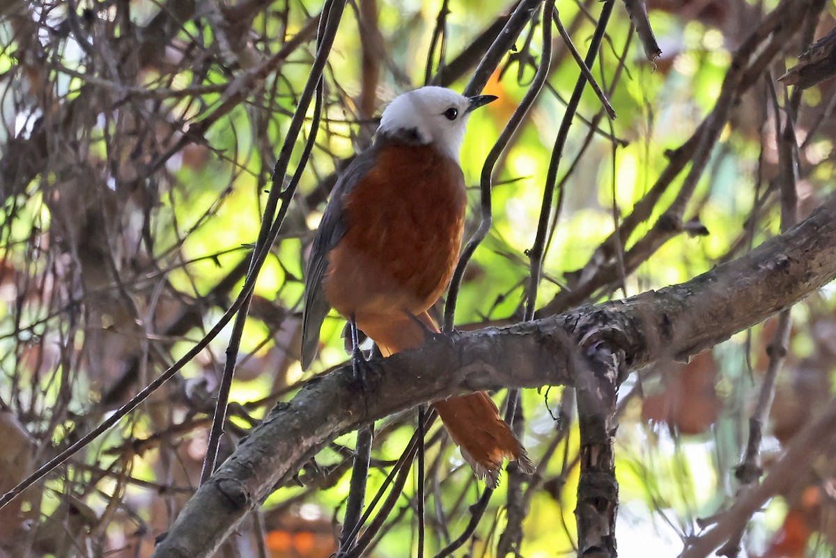 White-headed Robin-Chat - Phillip Edwards