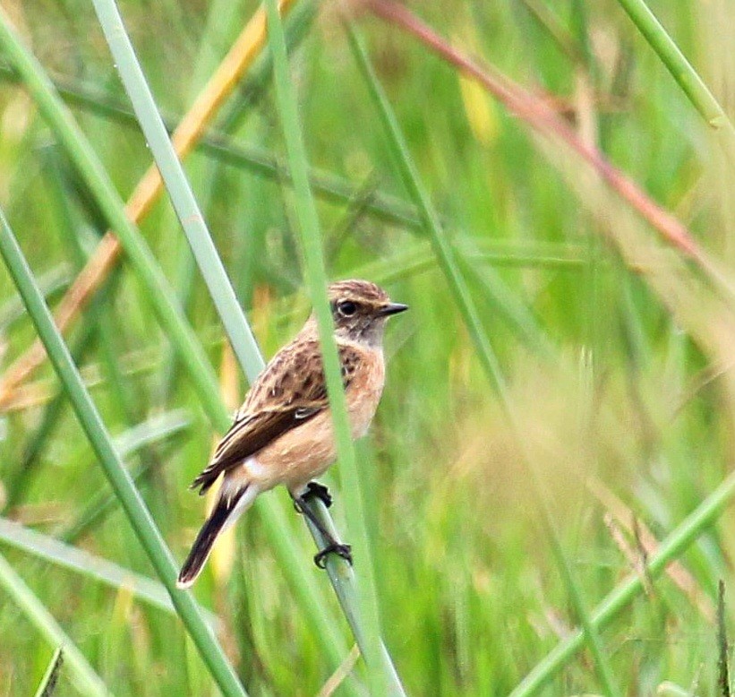 Siberian Stonechat - ML623974622