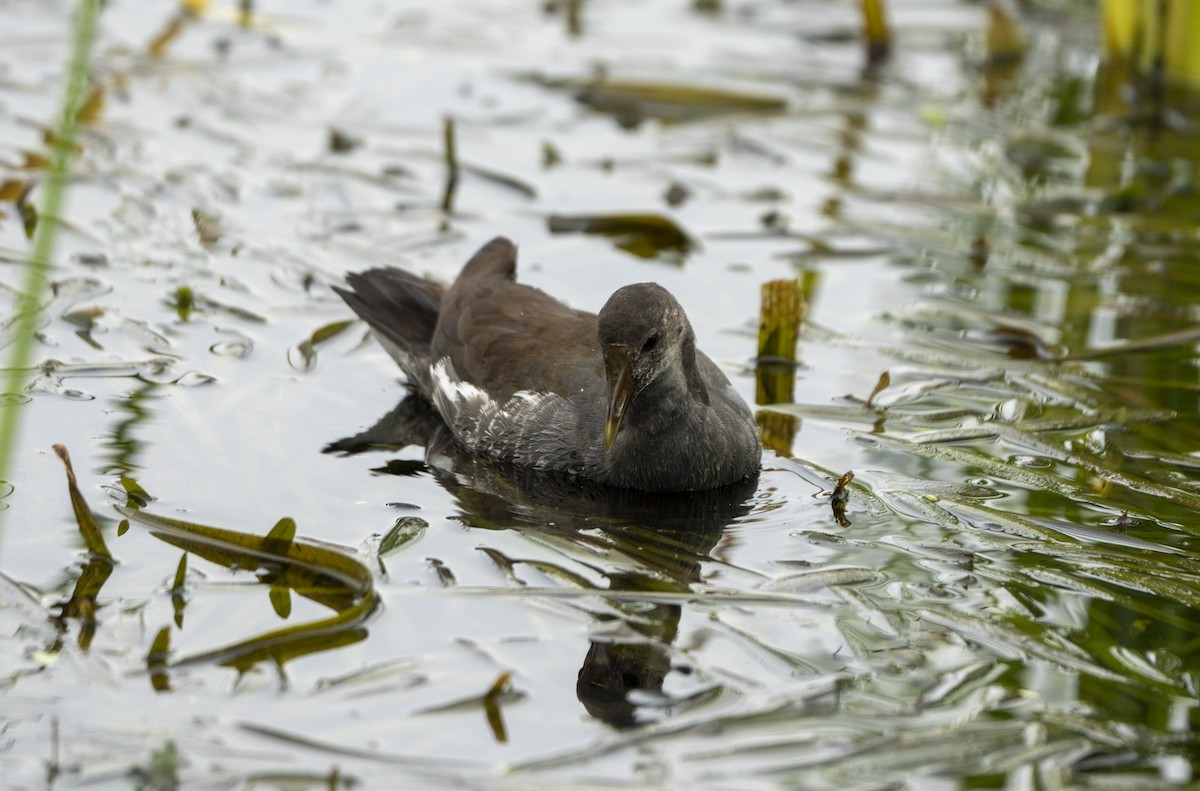 Gallinule d'Amérique - ML623974637