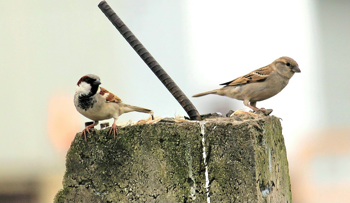 House Sparrow - ML623974651