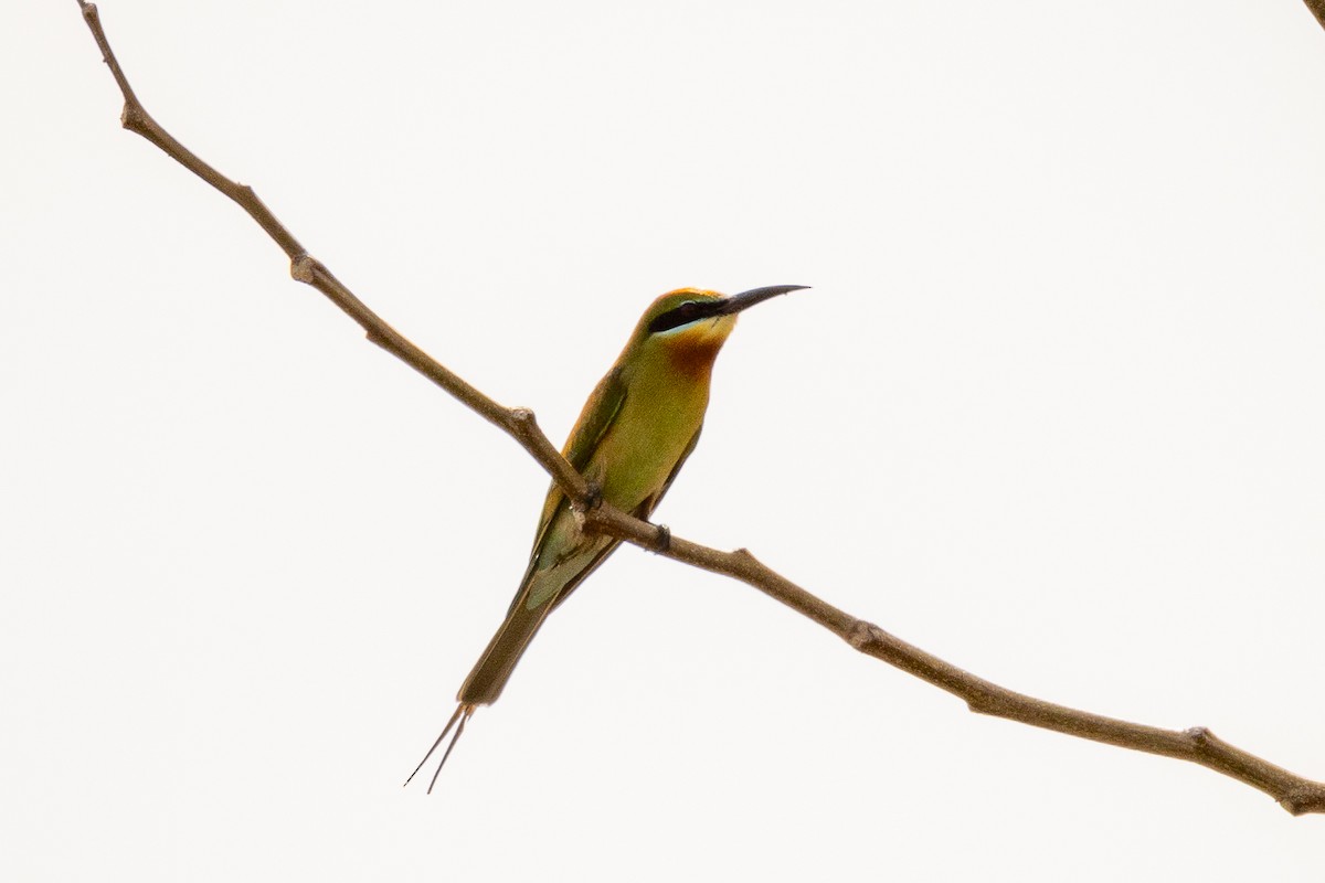 Blue-tailed Bee-eater - ML623974663