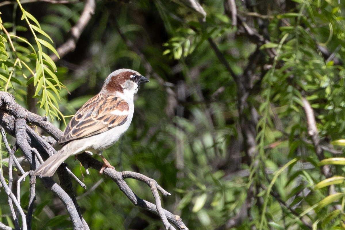 House Sparrow - ML623974664