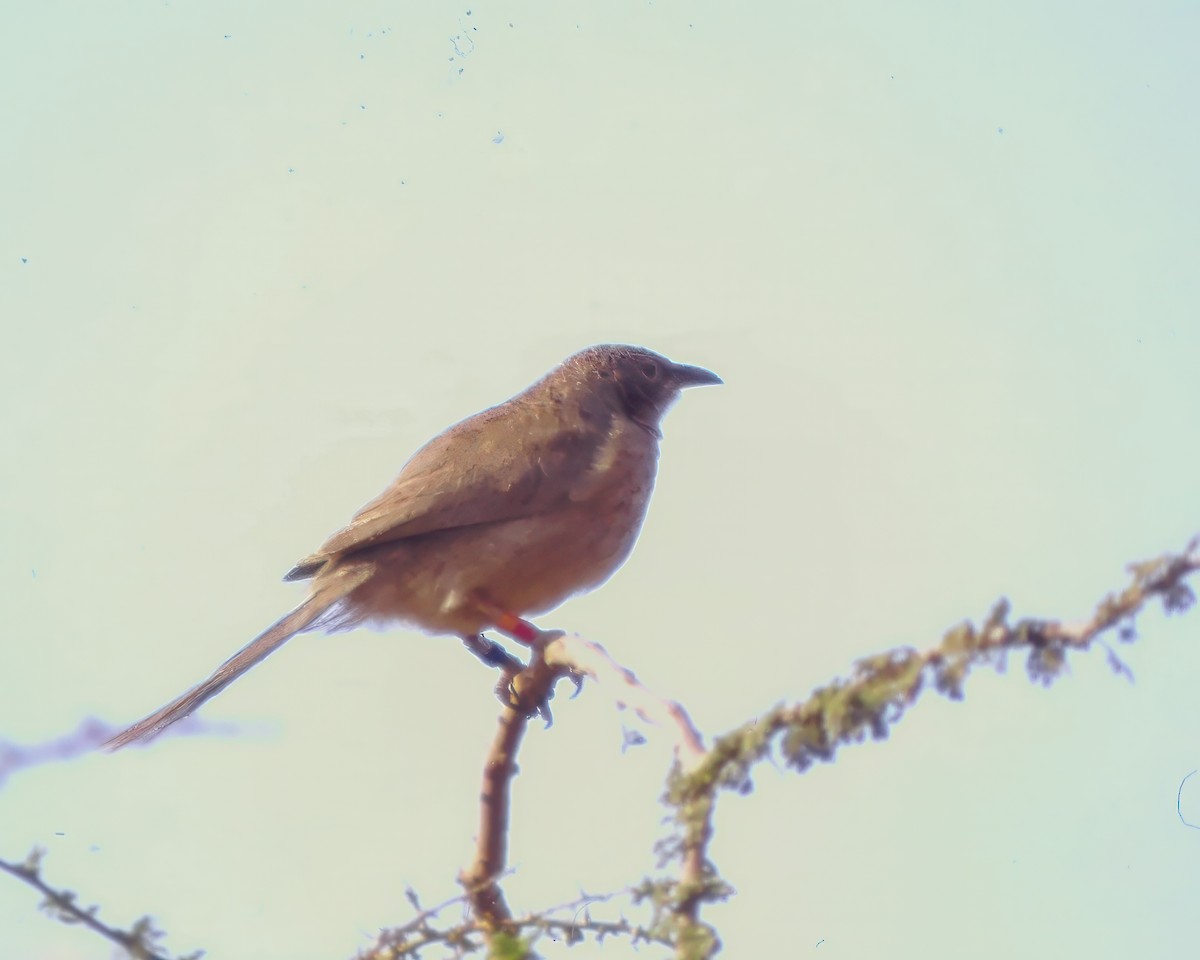 Arabian Babbler - ML623974668