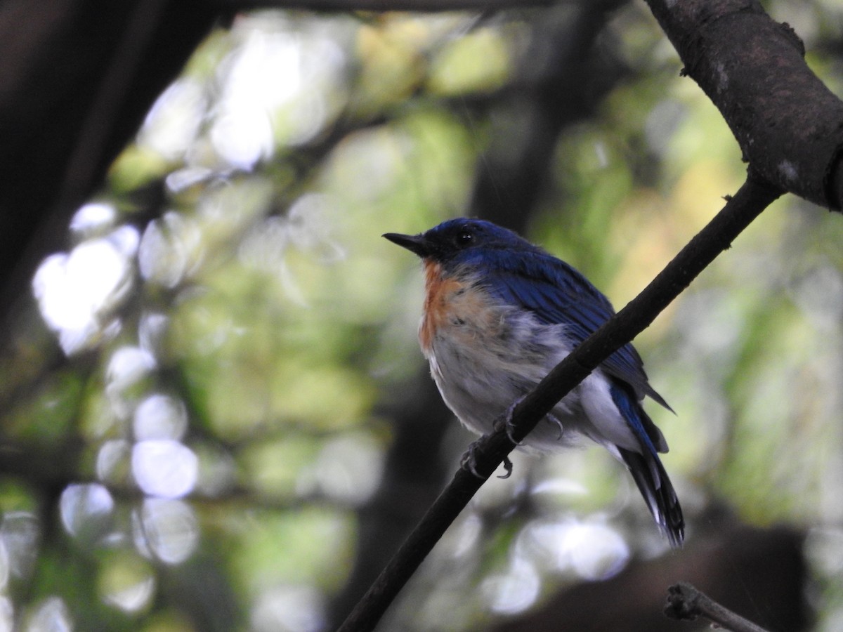 Tickell's Blue Flycatcher - ML623974674