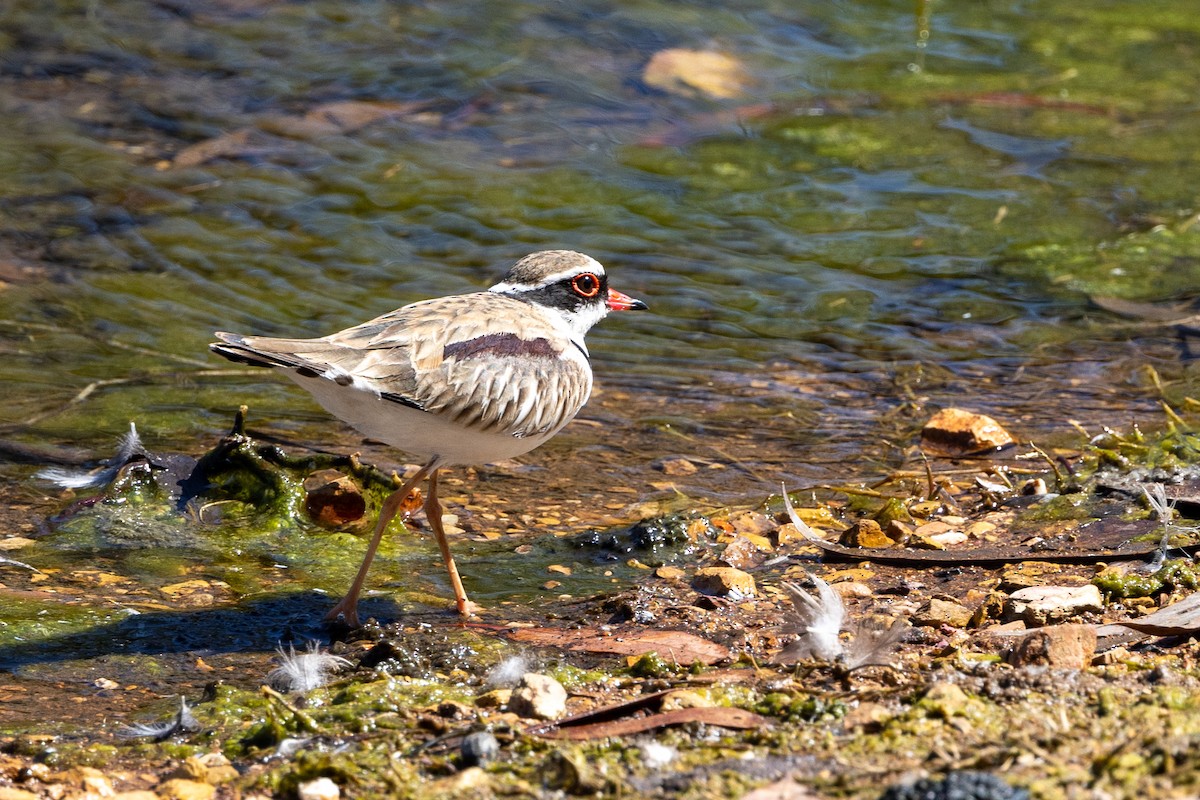 Black-fronted Dotterel - Richard and Margaret Alcorn