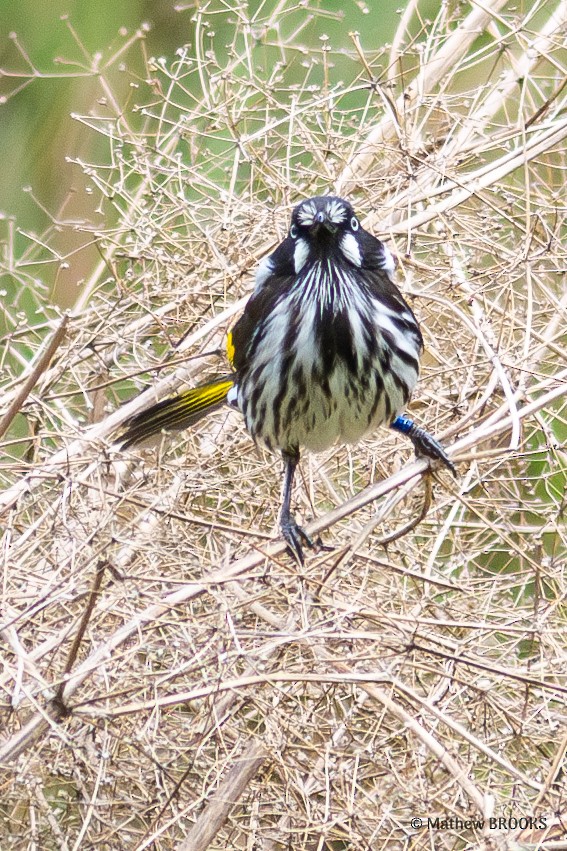 New Holland Honeyeater - ML623974682