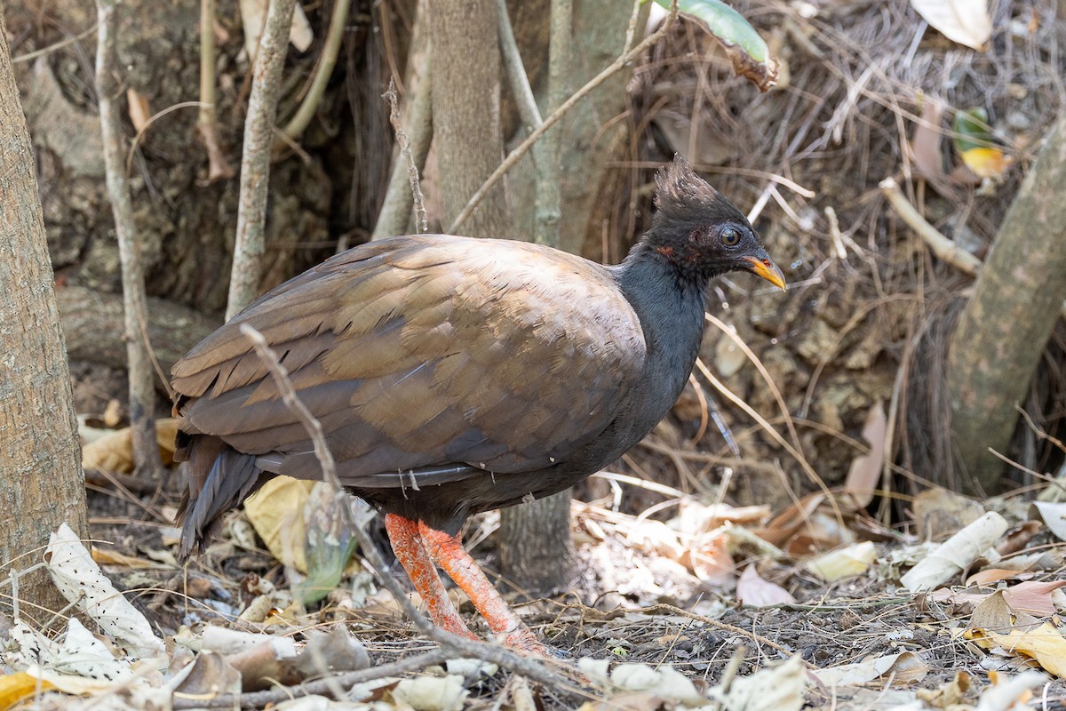 Orange-footed Megapode - ML623974686