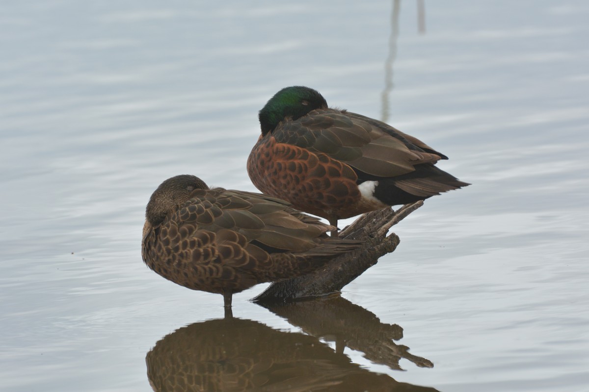 Chestnut Teal - ML623974694