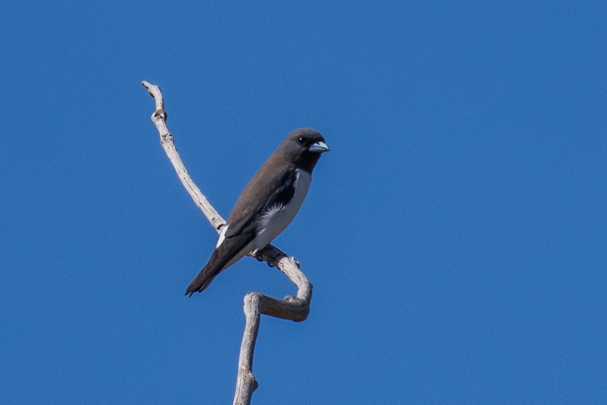 White-breasted Woodswallow - Andrew Chang