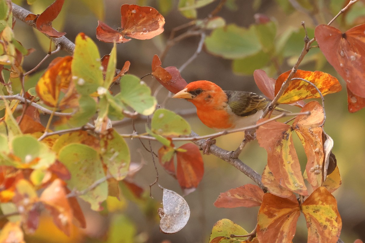 Red-headed Weaver (Southern) - ML623974702