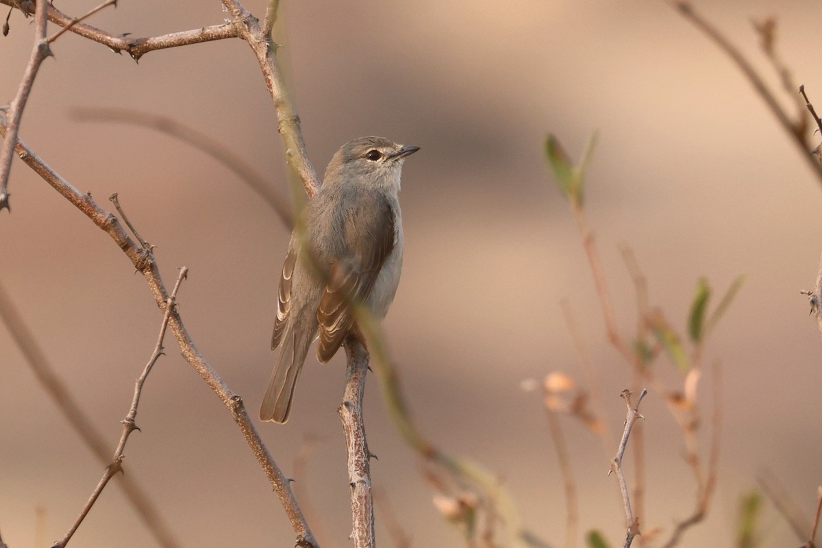 Ashy Flycatcher - Charley Hesse TROPICAL BIRDING