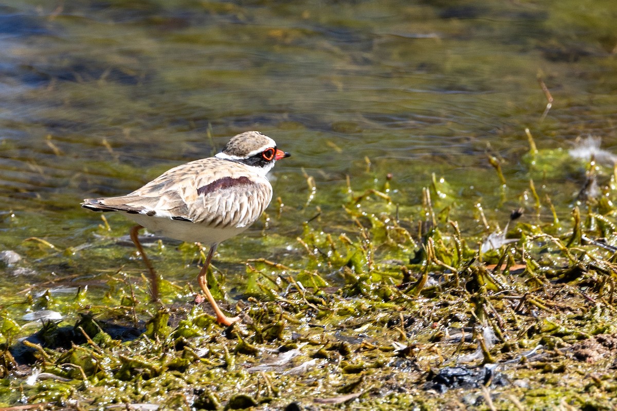 Black-fronted Dotterel - Richard and Margaret Alcorn