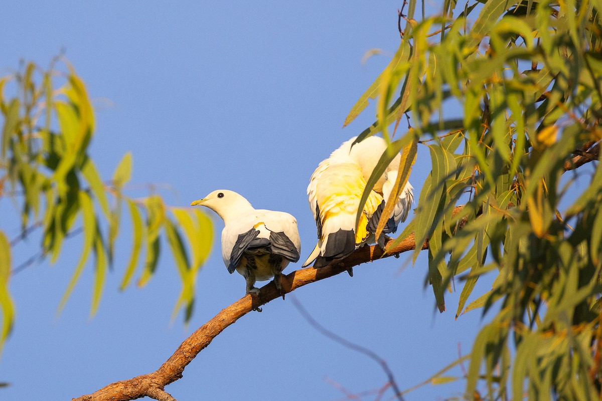 Torresian Imperial-Pigeon - ML623974762