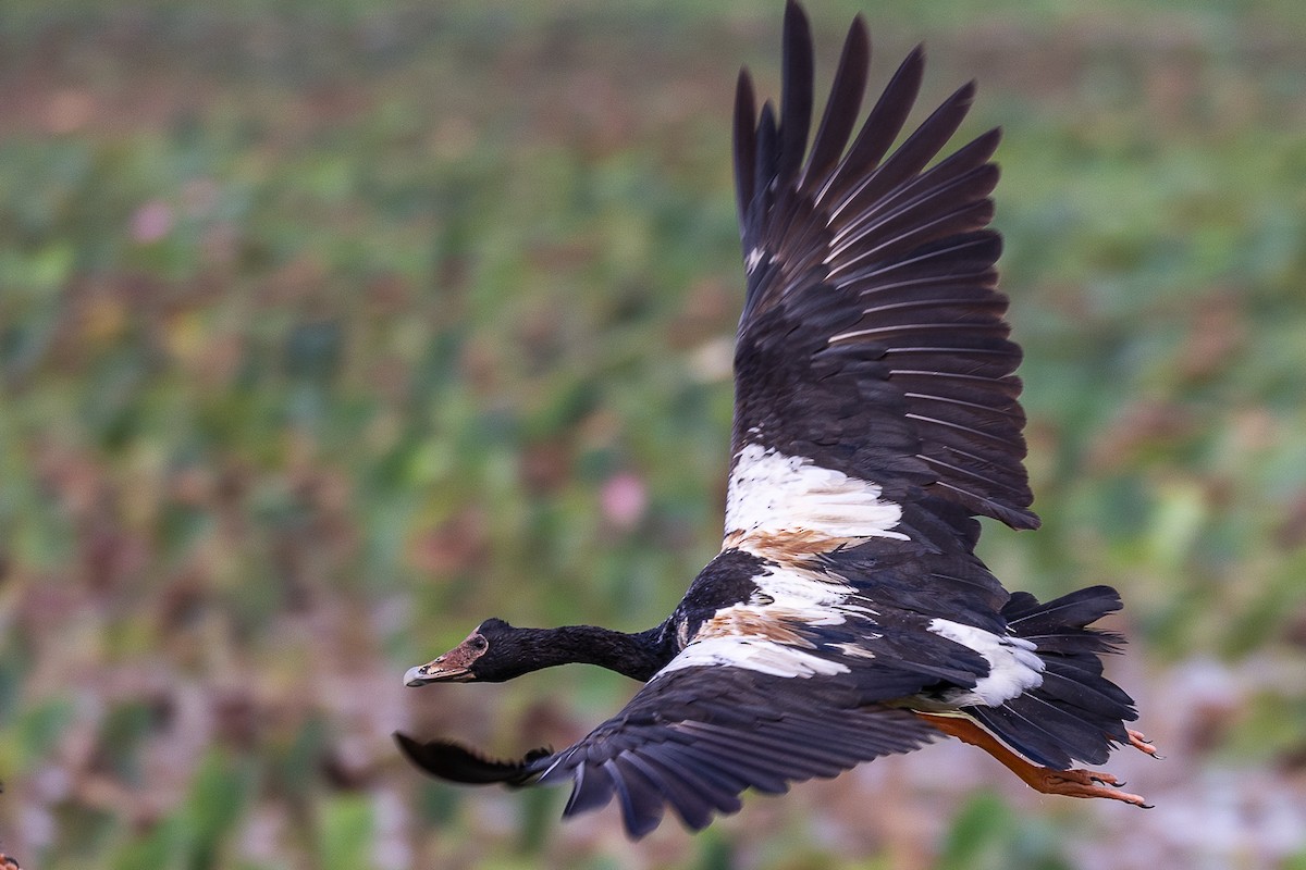 Magpie Goose - ML623974796